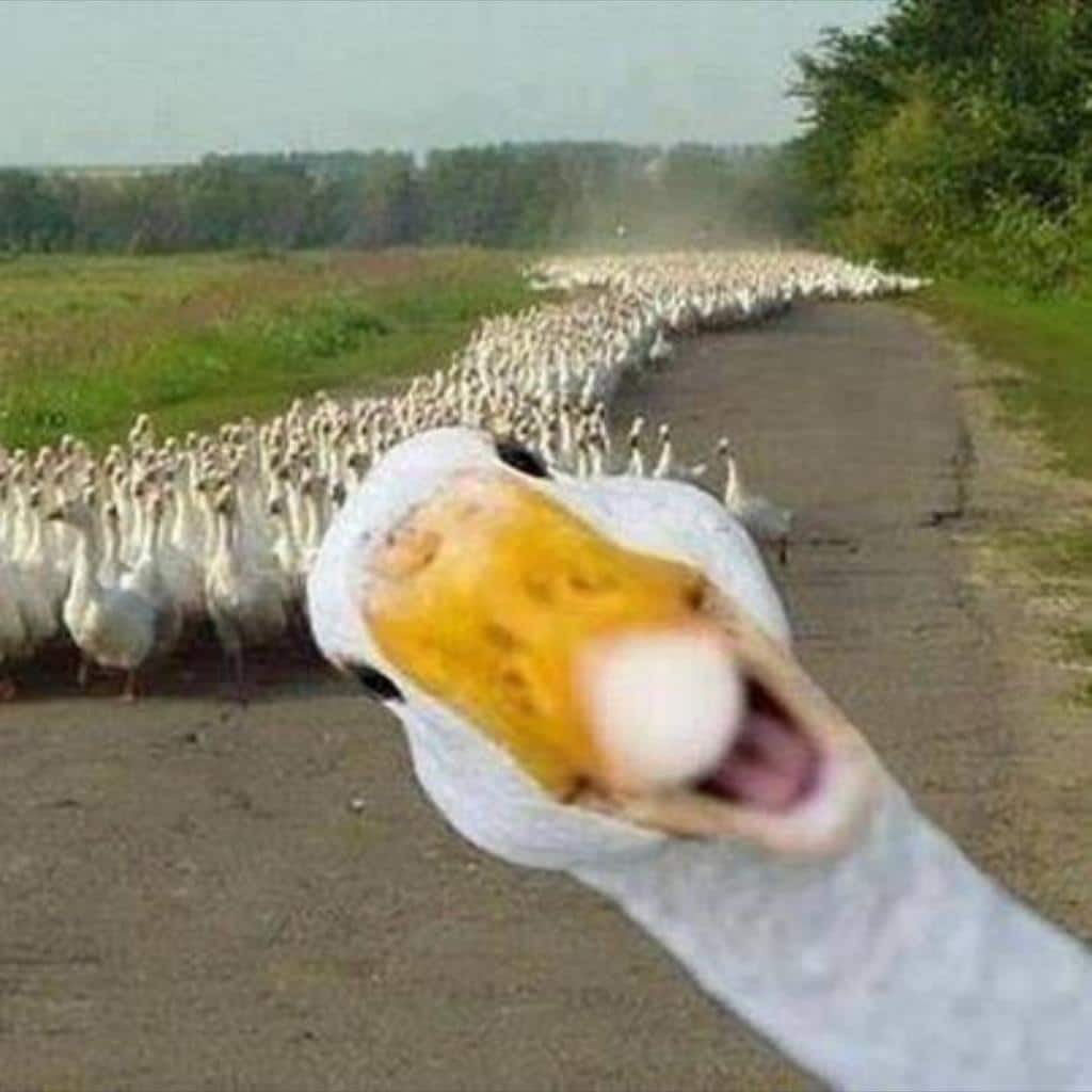 Ente