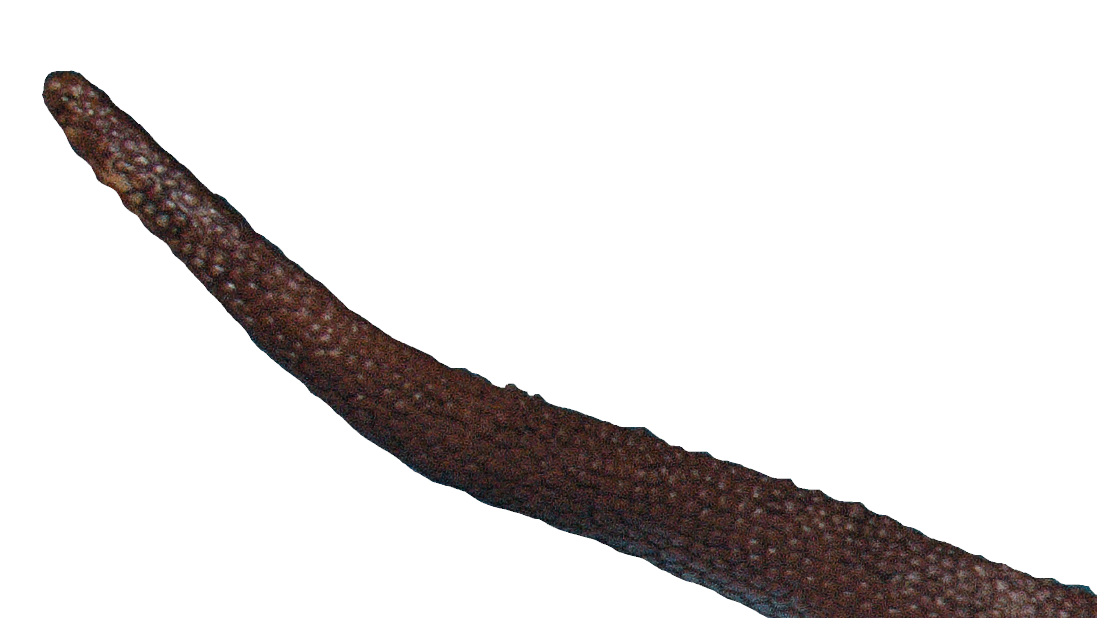 Herrerasaurus.png