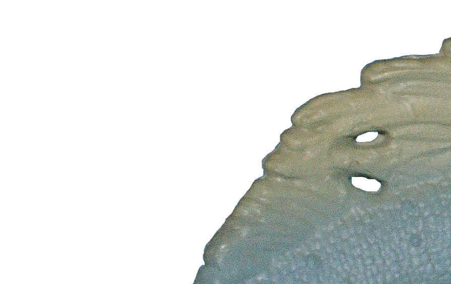 Psittacosaurus.png