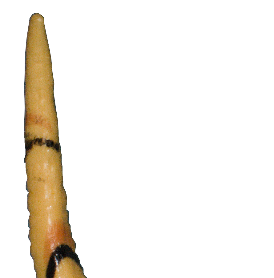 Troodon.png