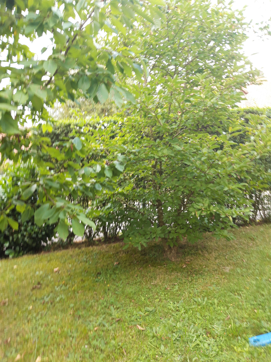der heiligebaum